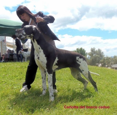 Carlotta