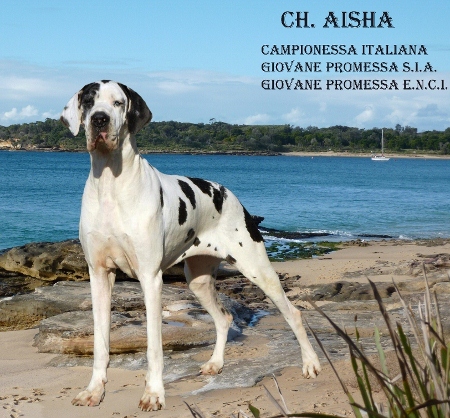 Aisha