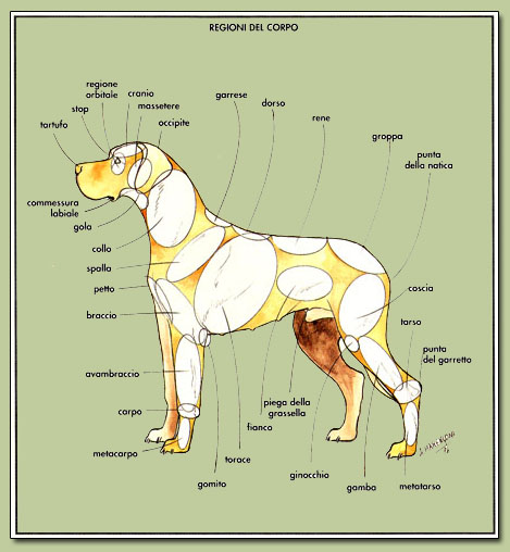 Regioni del corpo