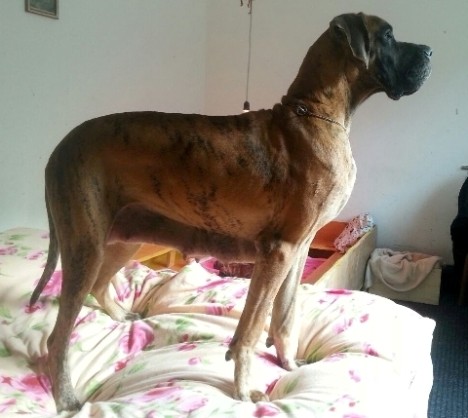 Peggy Sue